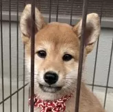 柴犬(標準サイズ)