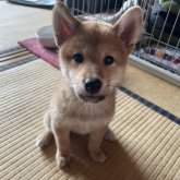 柴犬(標準サイズ)