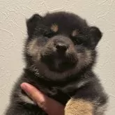 柴犬(標準サイズ)