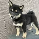 柴犬(標準サイズ)【山梨県・女の子・2025年3月2日・黒】の写真6