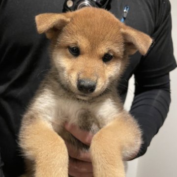 柴犬(標準サイズ)【山梨県・女の子・2024年8月13日・赤】の写真「元気な女の子です‼️
家族の人気者間違いなし‼️」
