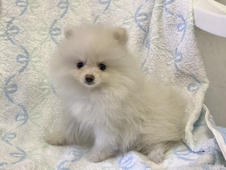 ポメラニアンの子犬ちゃん｜倉島　智視(くらしま　ともみ)ブリーダー(長野県・ポメラニアンなど・JKC/KC登録)の紹介写真2