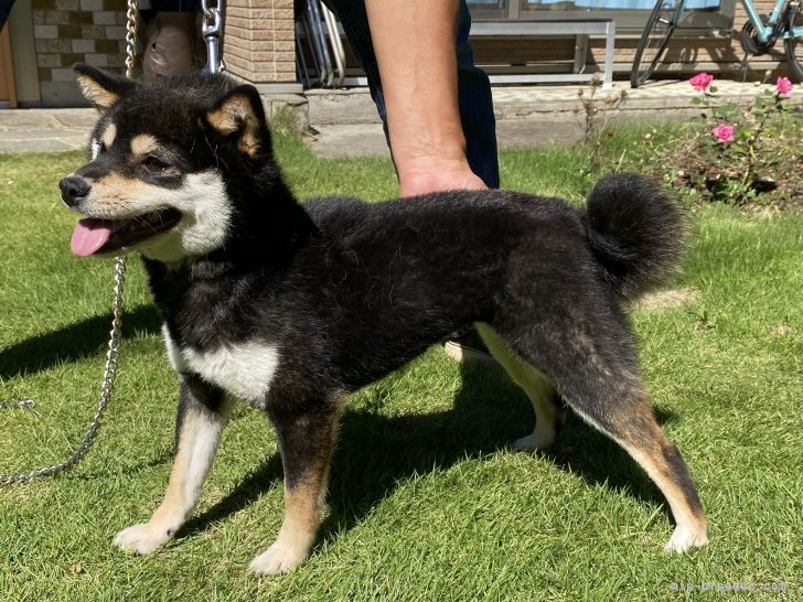 豆柴のひよこ豆ちゃん｜倉島　智視(くらしま　ともみ)ブリーダー(長野県・ポメラニアンなど・JKC/KC登録)の紹介写真3
