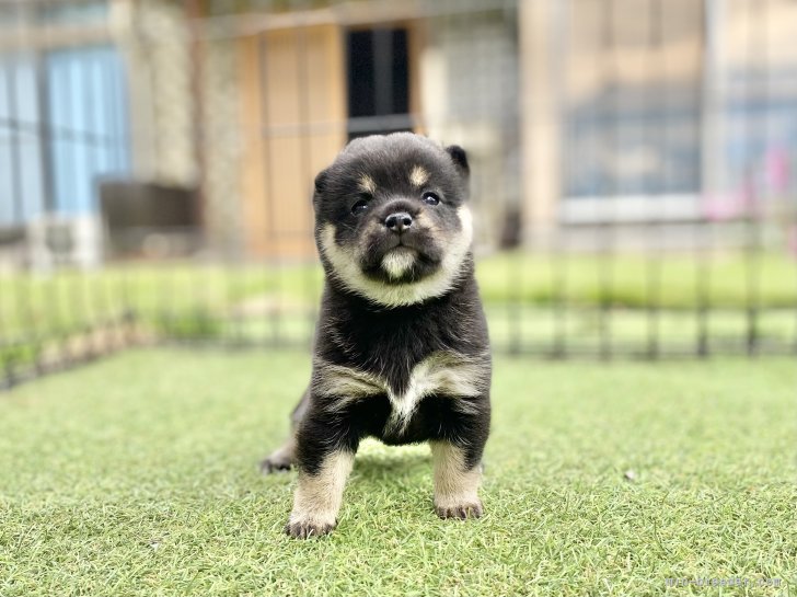 豆柴の子犬ちゃん｜倉島　智視(くらしま　ともみ)ブリーダー(長野県・バーニーズ・マウンテン・ドッグなど・JKC/KC登録)の紹介写真5