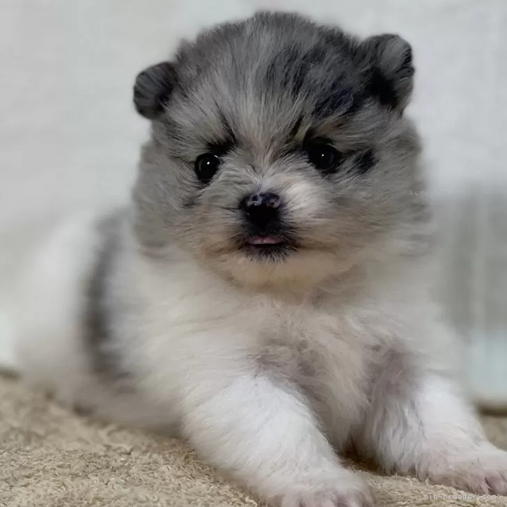 S.A 様のお迎えした子犬