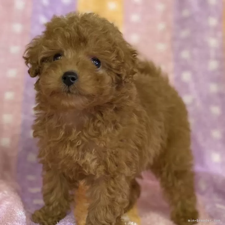 K.S 様のお迎えした子犬