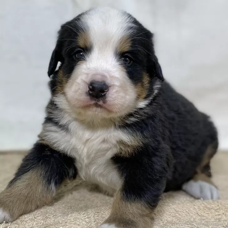 ID:2412-05392の子犬