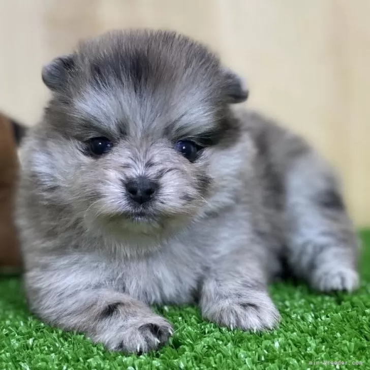 ID:2505-05440の子犬