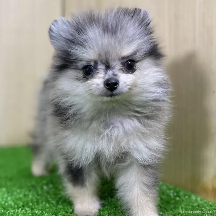 ID：2507-00824の子犬