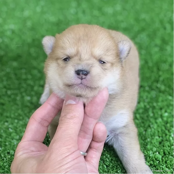 ポメ柴(ポメラニアン×豆柴)【長野県・女の子・2025年10月28日・レッド&amp;ホワイト】の写真1