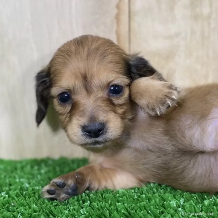 ID:2501-04221の子犬
