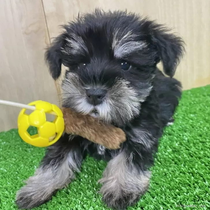 ID：2503-05347の子犬