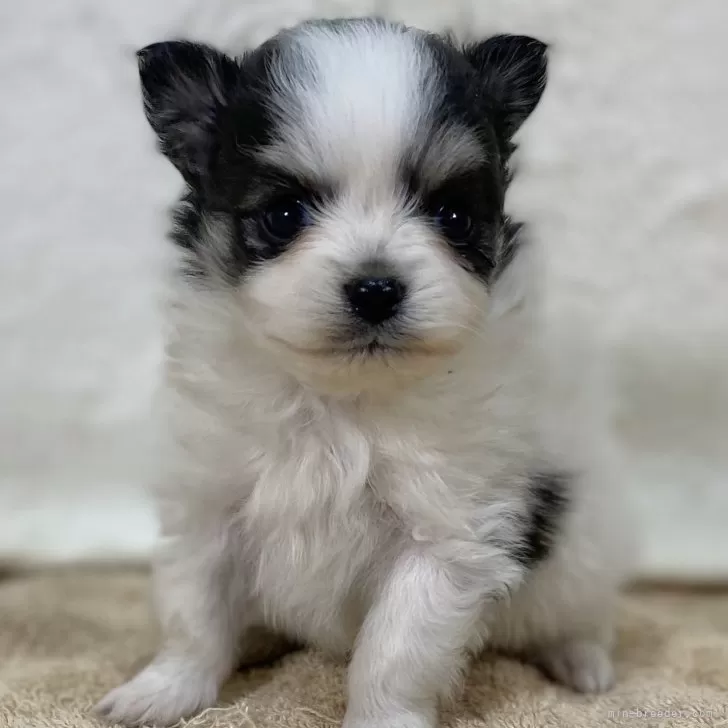 ID:2412-03283の子犬