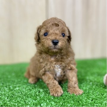 トイプードル(トイ)【長野県・女の子・2025年9月29日・レッドフォーン】の写真「お顔が可愛い💕白い毛がチャームポイント🐶」