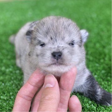 ポメ柴(ポメラニアン×豆柴)【長野県・女の子・2025年10月28日・ブルーマール】の写真「綺麗な毛色でまんまるお顔の可愛い子💕」