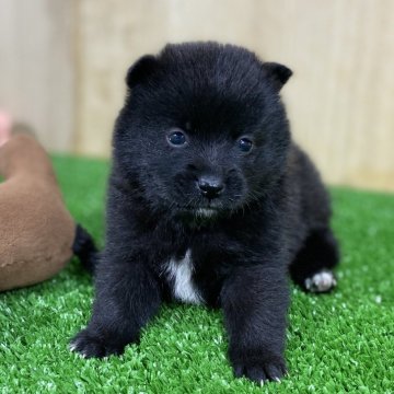 ポメ柴(ポメラニアン×豆柴)【長野県・男の子・2025年10月28日・ブラック&ホワイト】の写真「まんまるお顔の可愛い男の子✨」