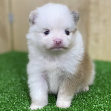 ポメラニアン【長野県・女の子・2025年4月20日・パーティー】の写真「珍しい配色のとっても人懐っこい女の子💕」