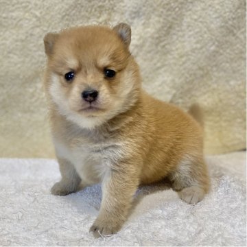 ポメ柴(ポメラニアン×豆柴)【長野県・女の子・2025年10月28日・レッド&ホワイト】の写真「まんまるお顔のとっても可愛い女の子💕」