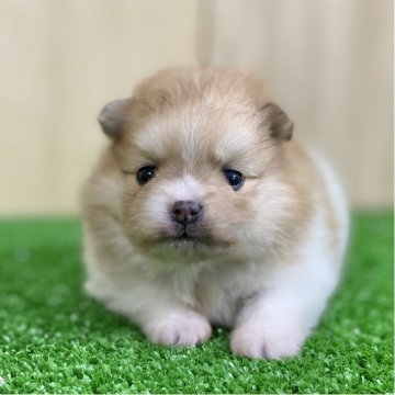 ポメラニアン【長野県・女の子・2025年11月17日・パーティーカラー】の写真「綺麗な毛色でもふもふ可愛い女の子💕」