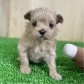 マルプー(マルチーズ×トイプードル)【長野県・男の子・2025年11月18日・クリーム】の写真1