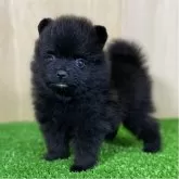 ポメラニアン