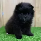 ポメラニアン
