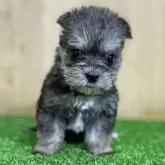 シュナマル(マルチーズ×ミニチュアシュナウザー)【長野県・女の子・2025年8月12日・ソルト&ペッパー】の写真1