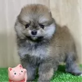 ポメラニアン