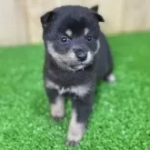 豆柴