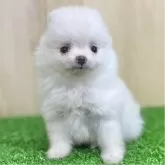 ポメラニアン