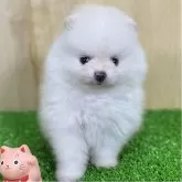 ポメラニアン