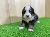 バーニーズ・マウンテン・ドッグ【長野県・男の子・2025年1月5日・ブラックラスト&ホワイト】の写真3