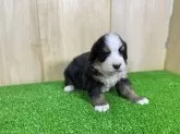バーニーズ・マウンテン・ドッグ【長野県・男の子・2025年1月5日・ブラックラスト&ホワイト】の写真7