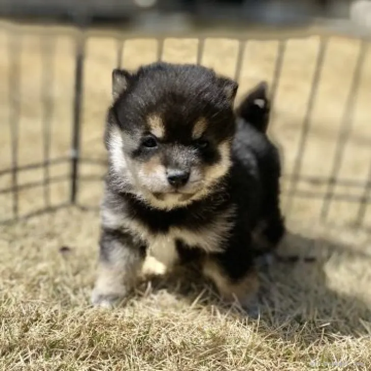 ID：2304-01360の子犬