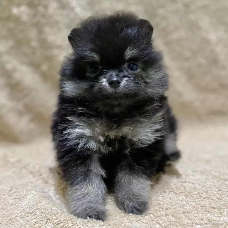 ID：2409-00489の子犬