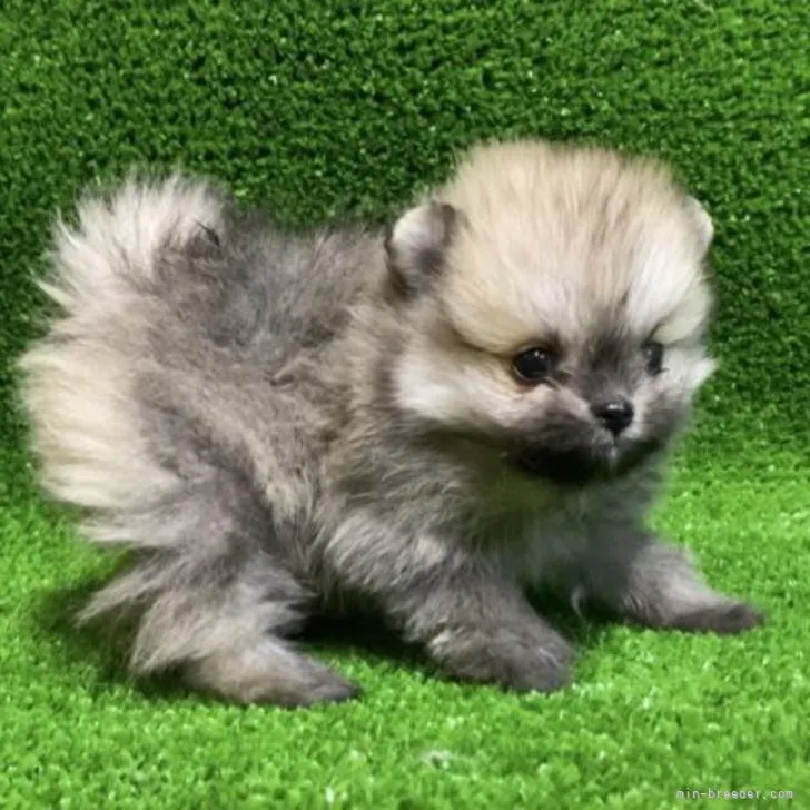 ID:2212-04368の子犬