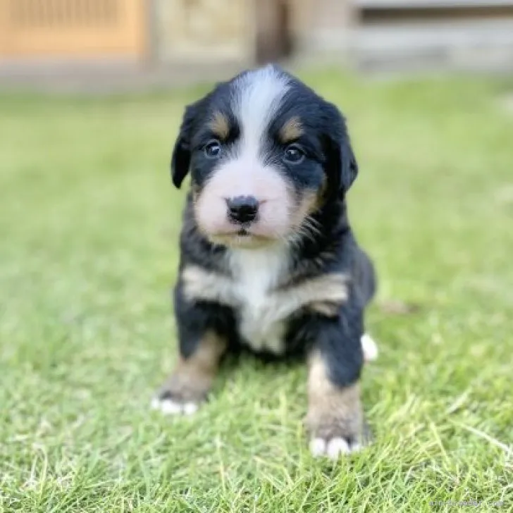 ID：2310-03627の子犬