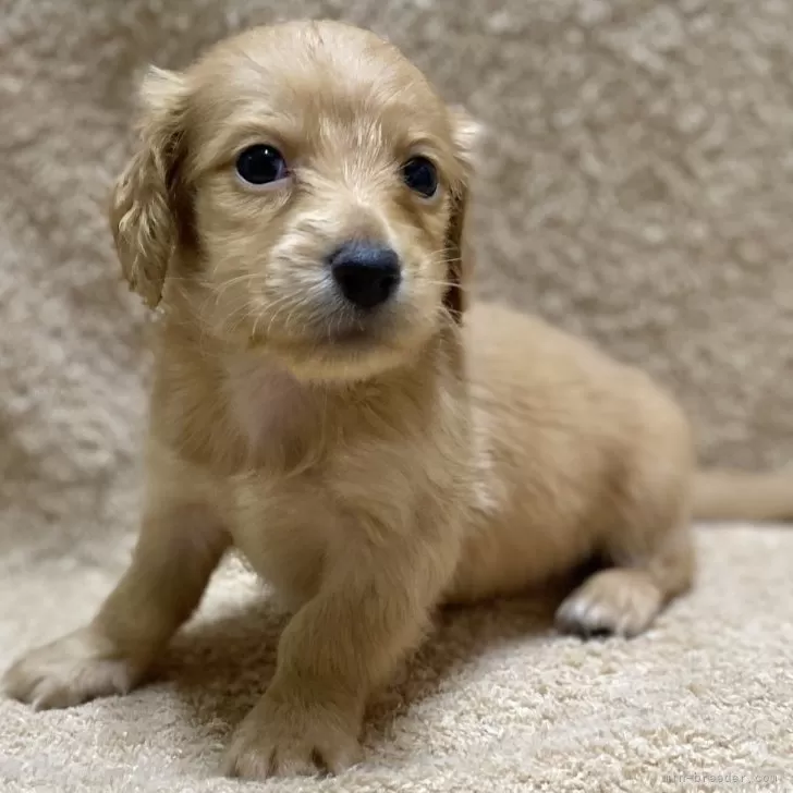 ID:2408-06771の子犬