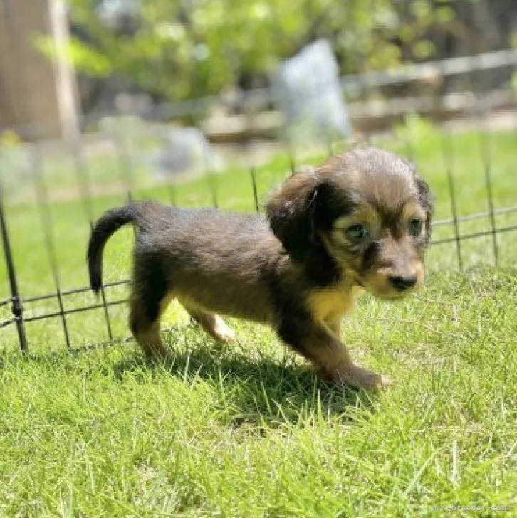 ID：2308-05900の子犬