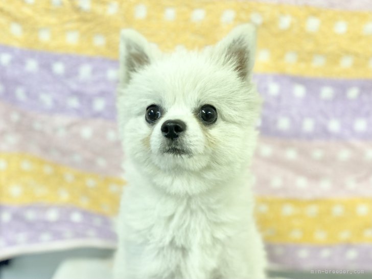ポメラニアン【・男の子・2024年9月13日・ホワイト】「🐶サマーカット仕様🐶」