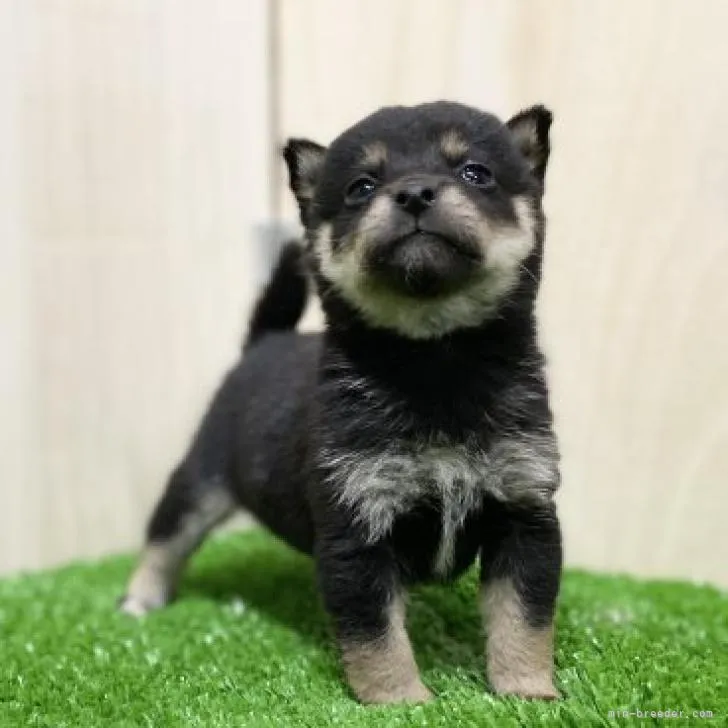 ID:2212-05137の子犬