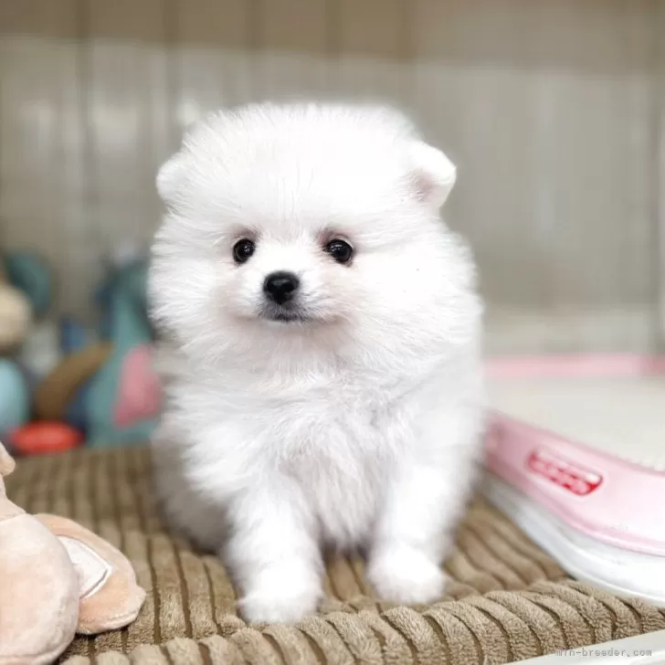 ID:2508-05441の子犬