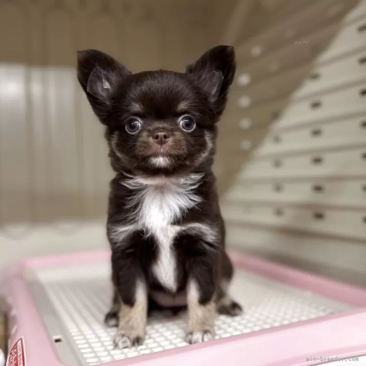 A.T 様のお迎えした子犬