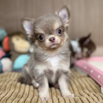 チワワ(ロング)【秋田県・女の子・2025年9月28日・イザベラ&クリーム】の写真「イザベラカラーが綺麗な可愛い女の子♡」