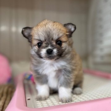 ポメチワ(ポメラニアン×チワワ)の子犬を探す｜ブリーダー直販の子犬販売【みんなのブリーダー】