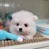 ポメラニアン