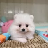 ポメラニアン