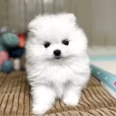 ポメラニアン