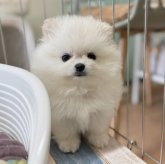 ポメラニアン