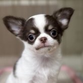 チワワ(ロング)